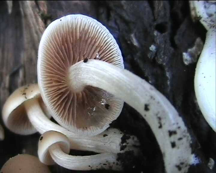 Psathyrella cernua   ( Vahl.:Fr. )  Hirsch